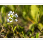 cochléaire officinale (Cochlearia officinalis)