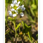 cochléaire officinale (Cochlearia officinalis)