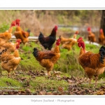 Poulets de race "Cou-nu". - Poulets (Poules et coqs) de chair dans un Ã©levage traditionnel "bio" Ã  la ferme. Saison : automne - Lieu : Osnes, Carignan, Ardennes (08), Champagne-Ardennes, France