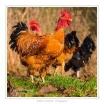 Poulets de race "Cou-nu". - Poulets (Poules et coqs) de chair dans un Ã©levage traditionnel "bio" Ã  la ferme. Saison : automne - Lieu : Osnes, Carignan, Ardennes (08), Champagne-Ardennes, France