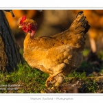 Poulets de race "Cou-nu". - Poulets (Poules et coqs) de chair dans un Ã©levage traditionnel "bio" Ã  la ferme. Saison : automne - Lieu : Osnes, Carignan, Ardennes (08), Champagne-Ardennes, France