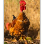 Poulets de race "Cou-nu". - Poulets (Poules et coqs) de chair dans un Ã©levage traditionnel "bio" Ã  la ferme. Saison : automne - Lieu : Osnes, Carignan, Ardennes (08), Champagne-Ardennes, France