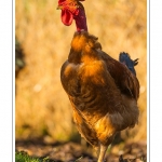 Poulets de race "Cou-nu". - Poulets (Poules et coqs) de chair dans un Ã©levage traditionnel "bio" Ã  la ferme. Saison : automne - Lieu : Osnes, Carignan, Ardennes (08), Champagne-Ardennes, France