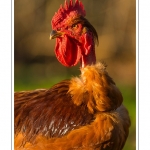 Poulets de race "Cou-nu". - Poulets (Poules et coqs) de chair dans un Ã©levage traditionnel "bio" Ã  la ferme. Saison : automne - Lieu : Osnes, Carignan, Ardennes (08), Champagne-Ardennes, France