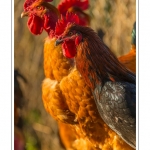 Poulets (Poules et coqs) de chair dans un Ã©levage traditionnel "bio" Ã  la ferme. Saison : automne - Lieu : Osnes, Carignan, Ardennes (08), Champagne-Ardennes, France