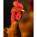 Poulets de race "Cou-nu". - Poulets (Poules et coqs) de chair dans un Ã©levage traditionnel "bio" Ã  la ferme. Saison : automne - Lieu : Osnes, Carignan, Ardennes (08), Champagne-Ardennes, France