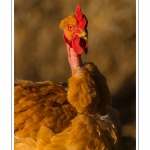 Poulets de race "Cou-nu". - Poulets (Poules et coqs) de chair dans un Ã©levage traditionnel "bio" Ã  la ferme. Saison : automne - Lieu : Osnes, Carignan, Ardennes (08), Champagne-Ardennes, France