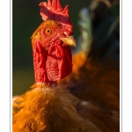 Poulets de race "Cou-nu". - Poulets (Poules et coqs) de chair dans un Ã©levage traditionnel "bio" Ã  la ferme. Saison : automne - Lieu : Osnes, Carignan, Ardennes (08), Champagne-Ardennes, France