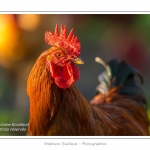 Poulets (Poules et coqs) de chair dans un Ã©levage traditionnel "bio" Ã  la ferme. Saison : automne - Lieu : Osnes, Carignan, Ardennes (08), Champagne-Ardennes, France