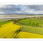 Champs de colza au cap Hornu