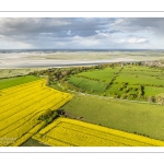 Champs de colza au cap Hornu
