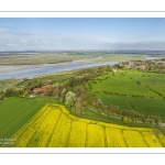 champ de colza au Cap hornu