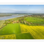 champ de colza au Cap hornu