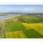 champ de colza au Cap hornu