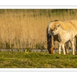 Jument Poney Fjord et son poulain