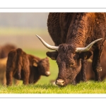 France, Somme (80), Baie de Somme, Cayeux-sur-mer, Ault, Le Hâble d'Ault, Vache et veau de race Salers // France, Somme (80), Baie de Somme, Cayeux-sur-mer, Ault, Le Hâble d'Ault, Salers cow and calf