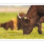 France, Somme (80), Baie de Somme, Cayeux-sur-mer, Ault, Le Hâble d'Ault, Vache et veau de race Salers // France, Somme (80), Baie de Somme, Cayeux-sur-mer, Ault, Le Hâble d'Ault, Salers cow and calf