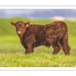 France, Somme (80), Baie de Somme, Cayeux-sur-mer, Ault, Le Hâble d'Ault, Vache et veau de race Salers // France, Somme (80), Baie de Somme, Cayeux-sur-mer, Ault, Le Hâble d'Ault, Salers cow and calf