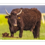 France, Somme (80), Baie de Somme, Cayeux-sur-mer, Ault, Le Hâble d'Ault, Vache et veau de race Salers // France, Somme (80), Baie de Somme, Cayeux-sur-mer, Ault, Le Hâble d'Ault, Salers cow and calf