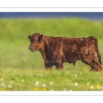 France, Somme (80), Baie de Somme, Cayeux-sur-mer, Ault, Le Hâble d'Ault, Vache et veau de race Salers // France, Somme (80), Baie de Somme, Cayeux-sur-mer, Ault, Le Hâble d'Ault, Salers cow and calf