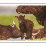 France, Somme (80), Baie de Somme, Cayeux-sur-mer, Ault, Le Hâble d'Ault, Vache et veau de race Salers // France, Somme (80), Baie de Somme, Cayeux-sur-mer, Ault, Le Hâble d'Ault, Salers cow and calf