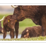 France, Somme (80), Baie de Somme, Cayeux-sur-mer, Ault, Le Hâble d'Ault, Vache et veau de race Salers // France, Somme (80), Baie de Somme, Cayeux-sur-mer, Ault, Le Hâble d'Ault, Salers cow and calf