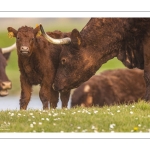 France, Somme (80), Baie de Somme, Cayeux-sur-mer, Ault, Le Hâble d'Ault, Vache et veau de race Salers // France, Somme (80), Baie de Somme, Cayeux-sur-mer, Ault, Le Hâble d'Ault, Salers cow and calf