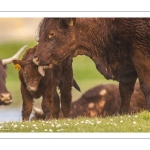 France, Somme (80), Baie de Somme, Cayeux-sur-mer, Ault, Le Hâble d'Ault, Vache et veau de race Salers // France, Somme (80), Baie de Somme, Cayeux-sur-mer, Ault, Le Hâble d'Ault, Salers cow and calf