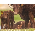 France, Somme (80), Baie de Somme, Cayeux-sur-mer, Ault, Le Hâble d'Ault, Vache et veau de race Salers // France, Somme (80), Baie de Somme, Cayeux-sur-mer, Ault, Le Hâble d'Ault, Salers cow and calf