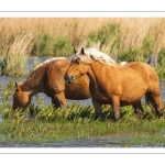 Chevaux demi-trait comtois au Hâble d'Ault