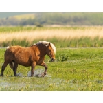 Chevaux demi-trait comtois au Hâble d'Ault