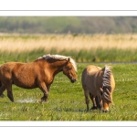 Chevaux demi-trait comtois au Hâble d'Ault