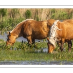 Chevaux demi-trait comtois au Hâble d'Ault