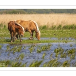 Chevaux demi-trait comtois au Hâble d'Ault