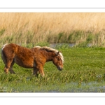 Chevaux demi-trait comtois au Hâble d'Ault