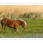 Chevaux demi-trait comtois au Hâble d'Ault