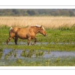 Chevaux demi-trait comtois au Hâble d'Ault