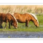 Chevaux demi-trait comtois au Hâble d'Ault