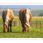 Chevaux demi-trait comtois au Hâble d'Ault