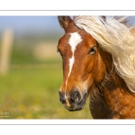 Chevaux demi-trait comtois au Hâble d'Ault