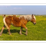 Chevaux demi-trait comtois au Hâble d'Ault