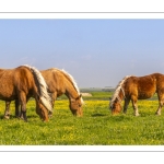 Chevaux demi-trait comtois au Hâble d'Ault