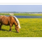 Chevaux demi-trait comtois au Hâble d'Ault