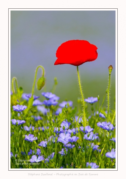 Coquelicots_lin__28_05_2016_017-border