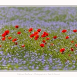 Coquelicots_lin__28_05_2016_002-border