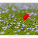 Coquelicots_lin__28_05_2016_003-border