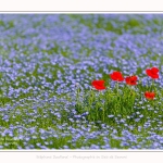 Coquelicots_lin__28_05_2016_008-border