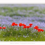 Coquelicots_lin__28_05_2016_010-border