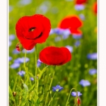 Coquelicots_lin__28_05_2016_012-border