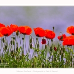 Coquelicots_lin__28_05_2016_014-border
